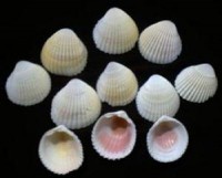 Muscheln 10 Stück zum Dekorieren Muscheln 10 Stück zum Dekorieren