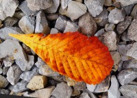 Wachsbild Blatt gelb und rot Wachsbild Blatt gelb und rot