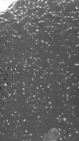 Wachsplatte silber glanz gestossen Wachsplatte silber glanz gestossen