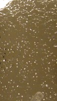 Wachsplatten gold 10 Stück 155 x 90 mm, glanz/gestoßen Wachsplatten gold 10 Stück 155 x 90 mm, glanz/gestoßen